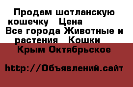 Продам шотланскую кошечку › Цена ­ 10 000 - Все города Животные и растения » Кошки   . Крым,Октябрьское